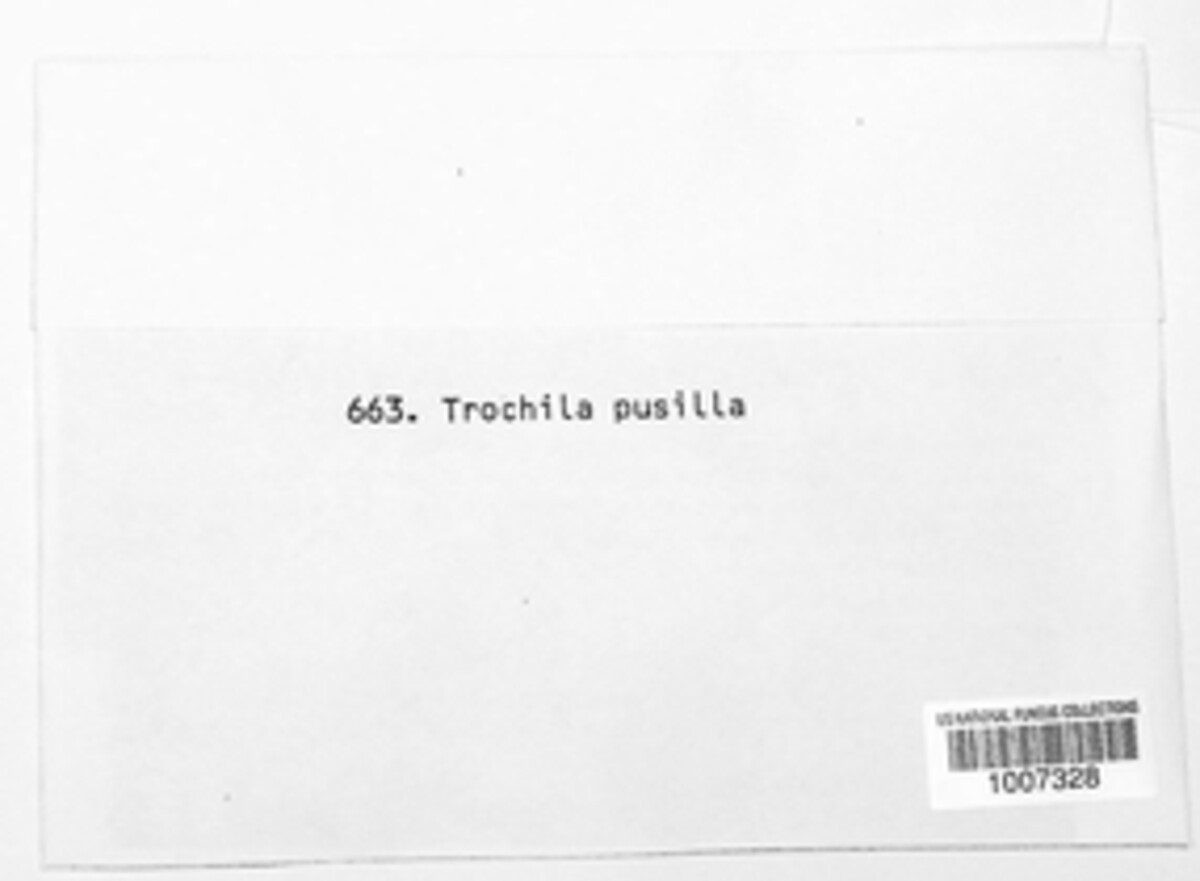 Trochila pusilla image
